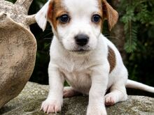 Jack Russell terjer