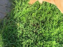 Shiba Inu