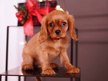Cavalier King Charlesi spanjeli kutsikad