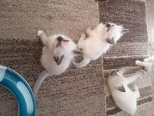 Ragdoll kassipojad saadaval