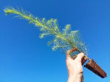 Саженцы лиственницы еврояпонской, лесные саженцы