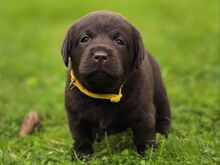 Labradori retriiveri kutsikad FCI