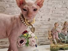 Кот