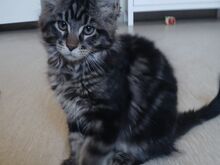 Maine Coon