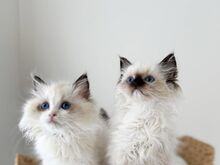 Ragdoll-kassipojad
