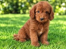 MALTIPOO KUTSIKAD