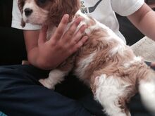 Cavalier King Charlesi spanjeli kutsikad