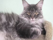 Maine coon