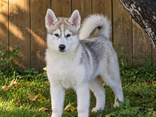 Siberi husky kutsikas EKL/FCI tõutunnistusega