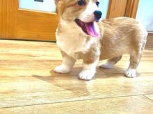 Pembroke Welsh Corgi Pembroke'i kutsikad