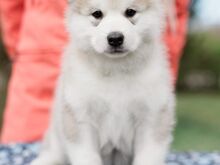 Alaska malamuut