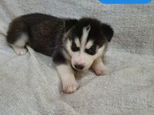 Siberi husky kutsikad