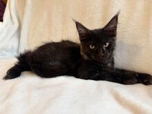 Maine Coon