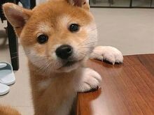 Jaapani Shiba Inu kutsikad.