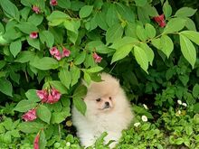 Pomeranian kutsikad