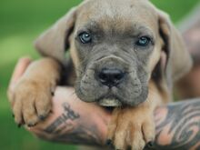 Cane Corso kutsikad