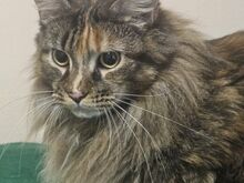 Maine Coon