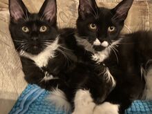 MAINE COON KASSIPOJAD