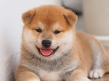 Jaapani shiba inu