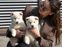 Shiba inu puppies