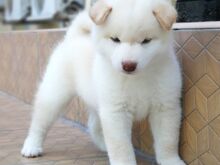 Jaapani shiba inu