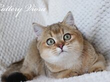 Британский котёнок