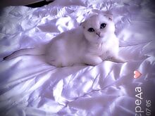 Scottish Fold kassipoeg