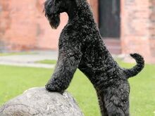 Kerry Blue Terrier