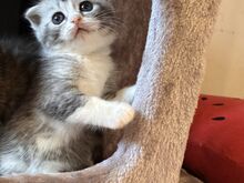 Scottish Fold/Straight kassipojad