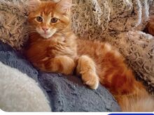 Müüa Maine Coon tõugu kassipojad