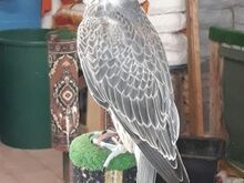 Buy Peregrine FALCON pair online