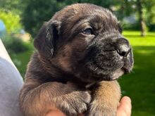 Cane Corso kutsikad