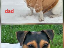 Jack Russell terjeri kutsikad