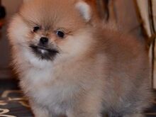 Pomeranian kutsikad