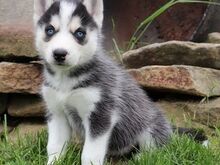 Imeilusad Siberi husky kutsikad... kirjuta mulle