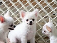 Chihuahua