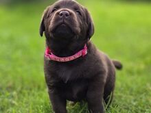 Labradori retriiveri kutsikad FCI