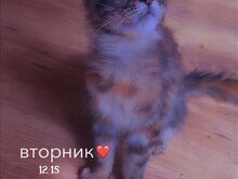 Котёнок мейн-кун