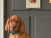 Vizsla / Ungari lühikarvalise linnukoera kutsikad