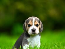 Beagle kutsikad
