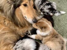 Collie pikakarvalised kutsikad