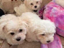 Maltese puppies