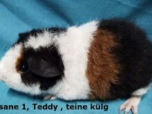 Tõu merisiga Teddy isane