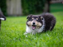 Collie (pikakarvaline)