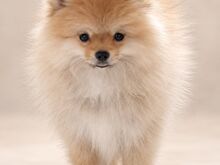 Pomeranian Spits