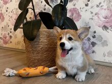 Welsh corgi pembroke kutsikad