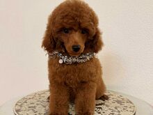 Miniature/ toy poodles (FCI/LKD)