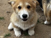 Welsh Corgi Pembroke