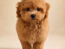 Maltipoo