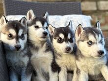 Siberi husky kutsikad on valmis oma uude koju.